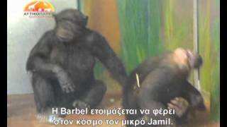 Baby chimp's birth at Attica Zoological Park