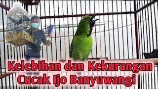 Download lagu Kelebihan dan kelemahan cucak ijo Banyuwangi mp3