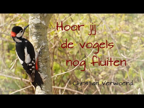 Hoor jij de vogels nog fluiten - Christian Verwoerd (Piano improvisatie)