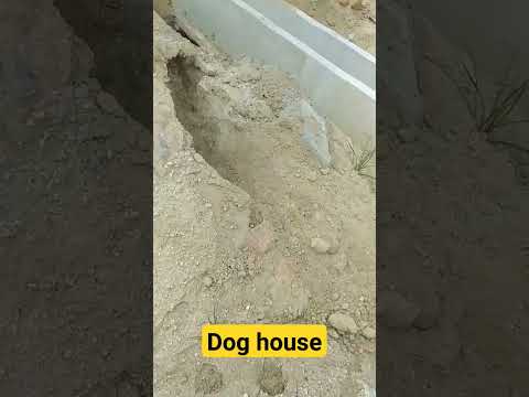 #shorts#video#fun#dog house#
