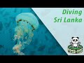 Diving a couple dive sites in Hikkaduwa, Sri Lanka with Dive for you