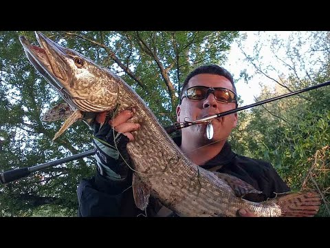 Kolubarski specijalitet - Štuka na Kolubarski način