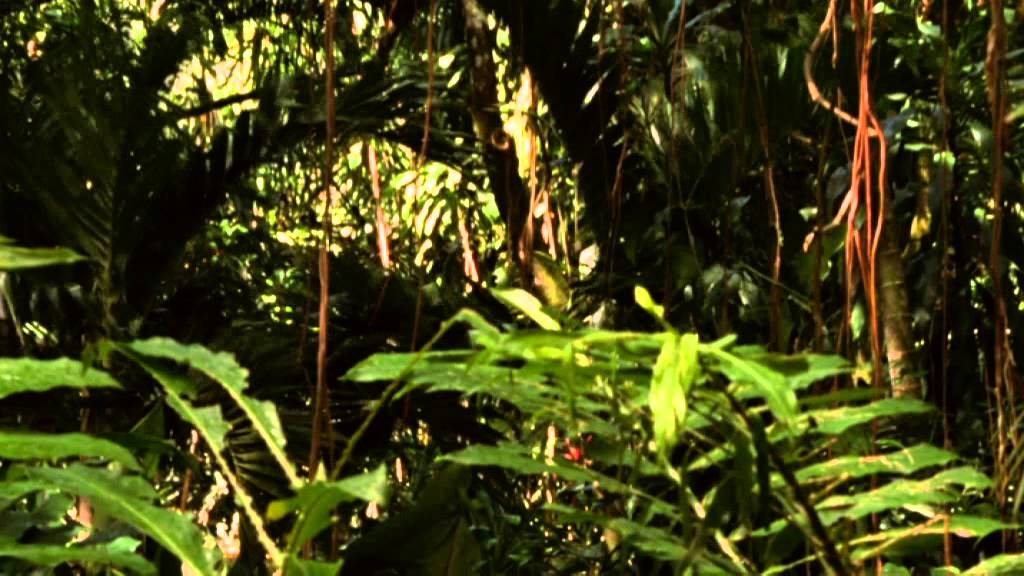 Trailer oficial de A Tribo