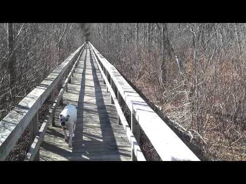 Cathedral Pines trail in Manchester-by-the-Sea, MA (March 7, 2012).