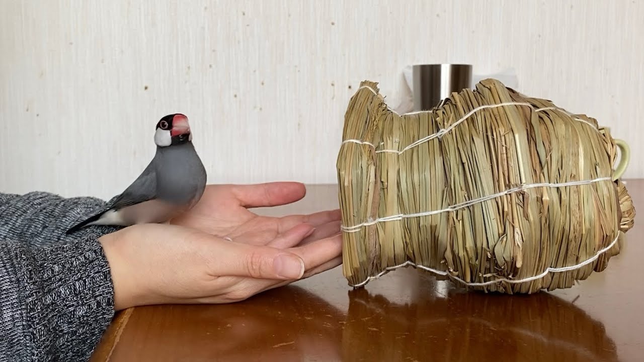 はじめてツボ巣を新品に換えられた文鳥の反応