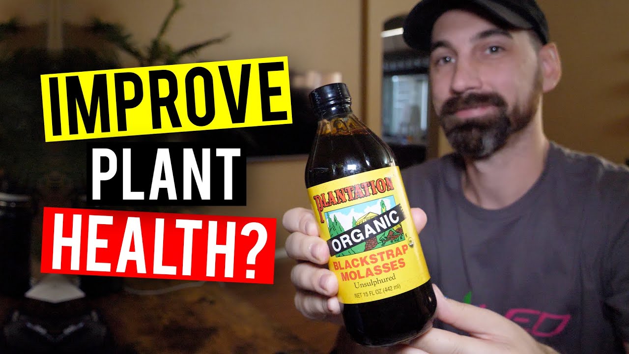 Molasses For Plants! How To Feed & When... - YouTube