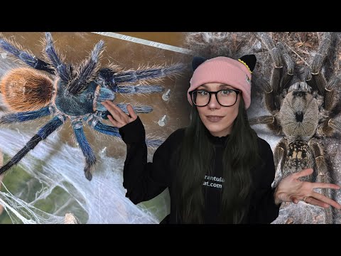 ATTENTION NEW TARANTULA KEEPERS! Do's, DON'Ts & 7 EASY Steps to getting YOUR FIRST SPIDER!