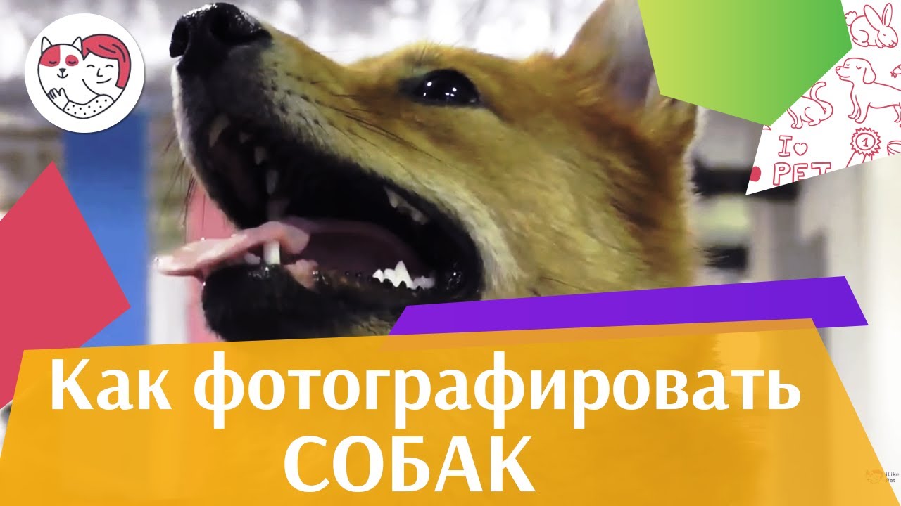 4 совета, как сделать фотографию с собакой идеальной на ilikpet