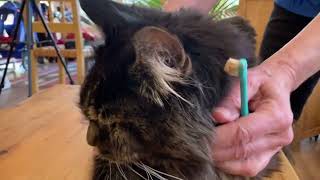 Brushing Your Cat’s Teeth: Why and How Part 2