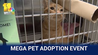 BARCS event aims to pair 100+ pets with homes