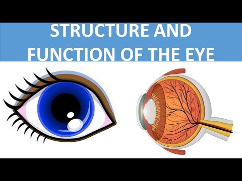 PARTS OF THE EYE || STRUCTURE AND FUNCTION OF THE EYE || EYE ANATOMY || SCIENCE VIDEO FOR KIDS