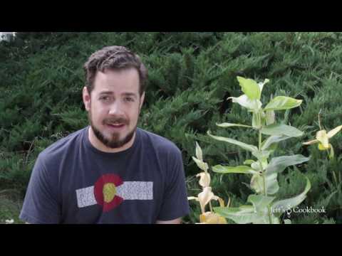 Harvesting and planting Milkweed seeds