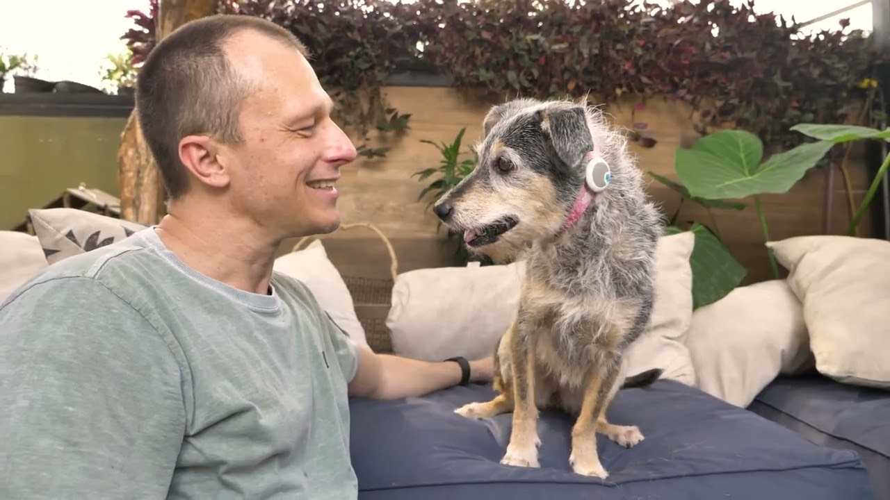 História da Estopinha: a vira-lata mais amada do Brasil