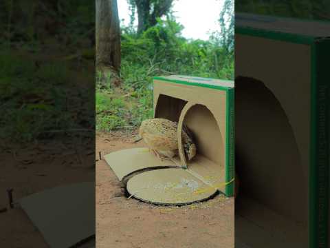 Really Smart Outdoors Quail Trap Idea Using Cardboard Box #Outdoors #survival #camping