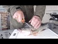 How to fillet Yellowbelly/Golden Perch/Callop