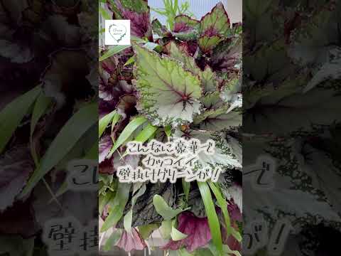 ヒマラヤパールバスケット 植物