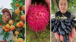 Farm Fresh Ninja Fruit Cutting  Oddly Satisfying F