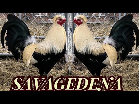 Radio Flarry Eye Grey Clement Asil Sweater Kelso Cowan - Savagedena Beautiful Birds Farm Visit USA