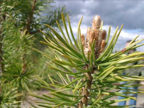 Rule ir Vudis Mama pasakyk