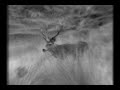 Deer Stop - Goldfrapp