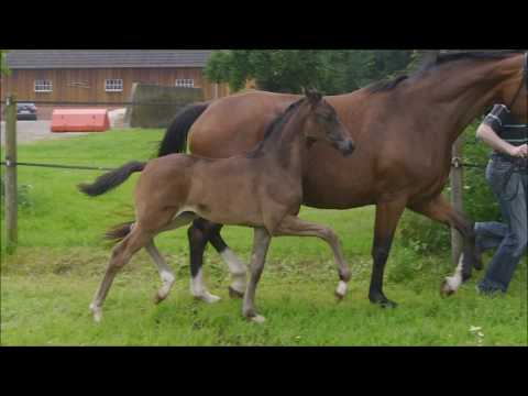 Sf 2017  Tailormade Top Gear x Sir Donnerhall