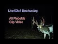 All PIEBALDS!! Piebald deer captured on trail cam over the years on Live4Die4 Bowhunting. #amazing