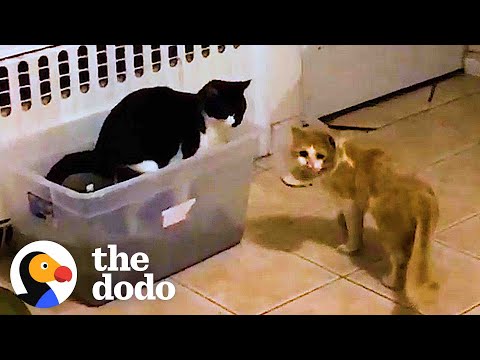 Starving Cat Shows Up To Guy’s Backyard Asking For Help | The Dodo Faith = Restored