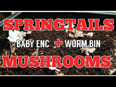 MASSIVE Number Of SPRINGTAILS In Baby ENC Worm Bin + Mushrooms Continue Growing | Vermicomposting