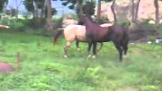 preview picture of video 'caballo el SOLDADITO  patiando  una yegua'