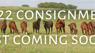 Clay Ranch Quarter Horses 2022 Production Sale Teaser