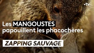 Ces mangoustes papouillent les phacochères - ZAPPING SAUVAGE