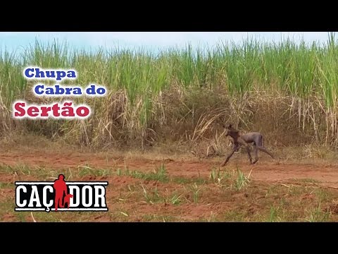 Chupa Cabra do Cerrado