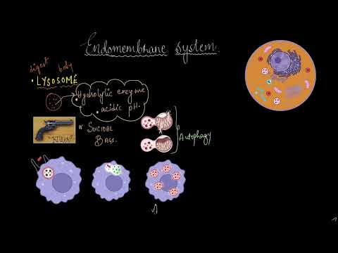 Lysosomes and vacuoles | Cell: the unit of life | Biology | Khan Academy