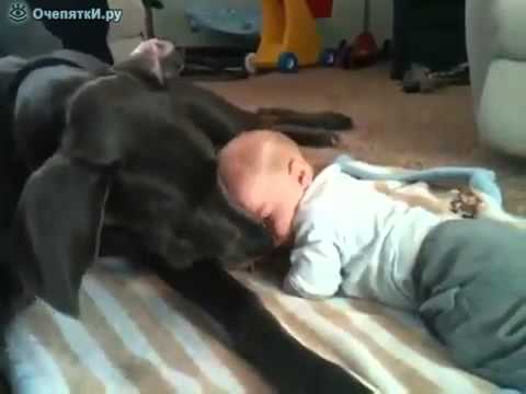 Touching baby and dog