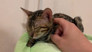 かわいい猫を撫でるだけの動画 #猫 #cat #猫のいる暮らし 