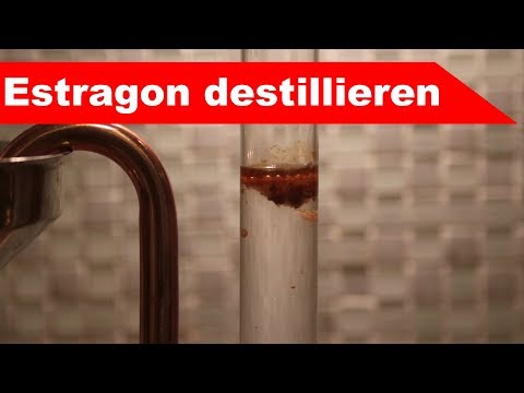 🌷 Estragon destillieren 🌻 - ätherisches Öl selber machen - diSTILLed