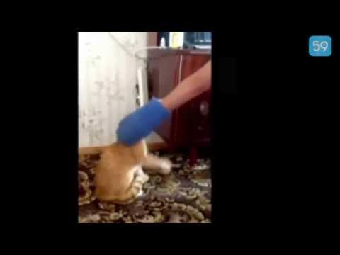 Sahibine Saldıran Psikopat Kedi