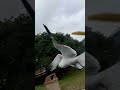 McDonald Bred Seagull