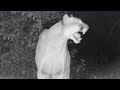 Mountain Lion Screams! Two Cougars Calling Out To Each Other And Striking Up A Courtship