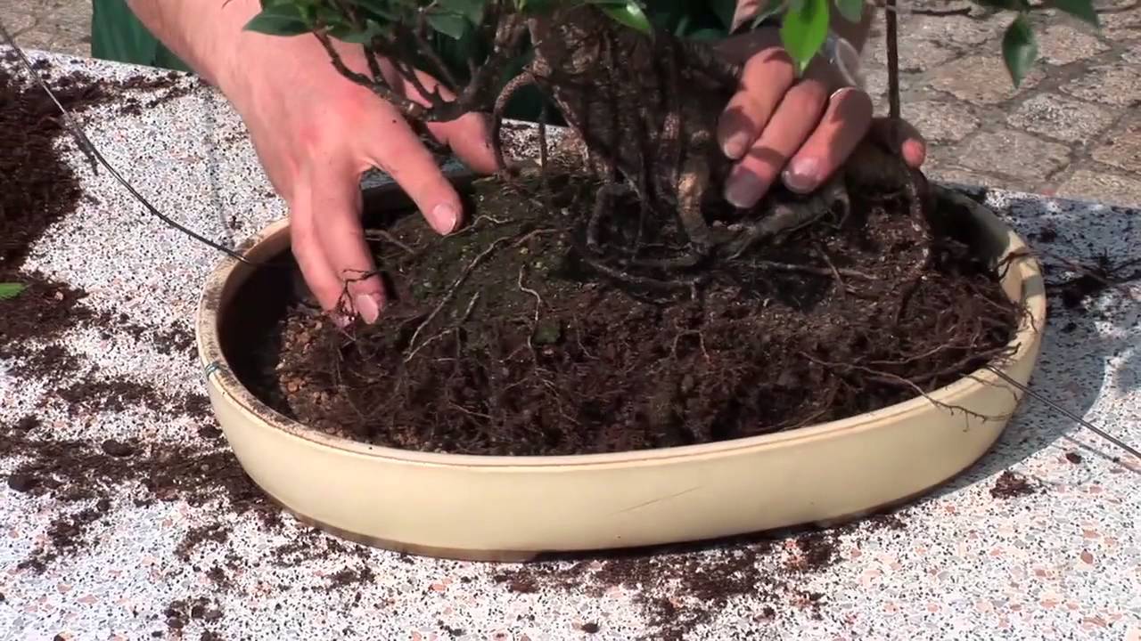 Bonsai-Pflanzen züchten & pflegen – Garten & Zimmer