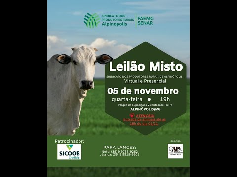 LEILÃO DE GADO SINDICATO DE ALPINÓPOLIS MG