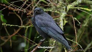 1 Minute Of My One Eye'd Crow Buddy In The PNW Rain