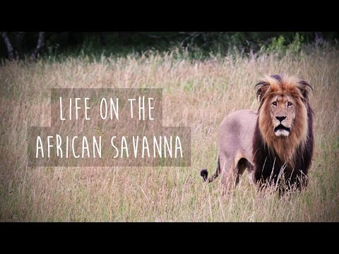 Life on the African Savanna