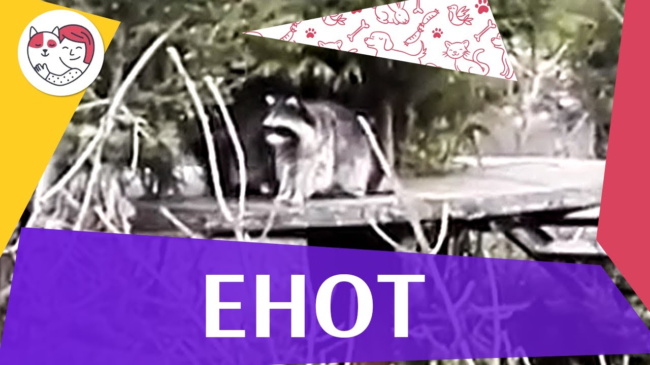 Енот Питание на ilikepet