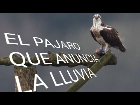 HALCÓN GUACO, CANTA CUANDO VA A LLOVER💦💦💦