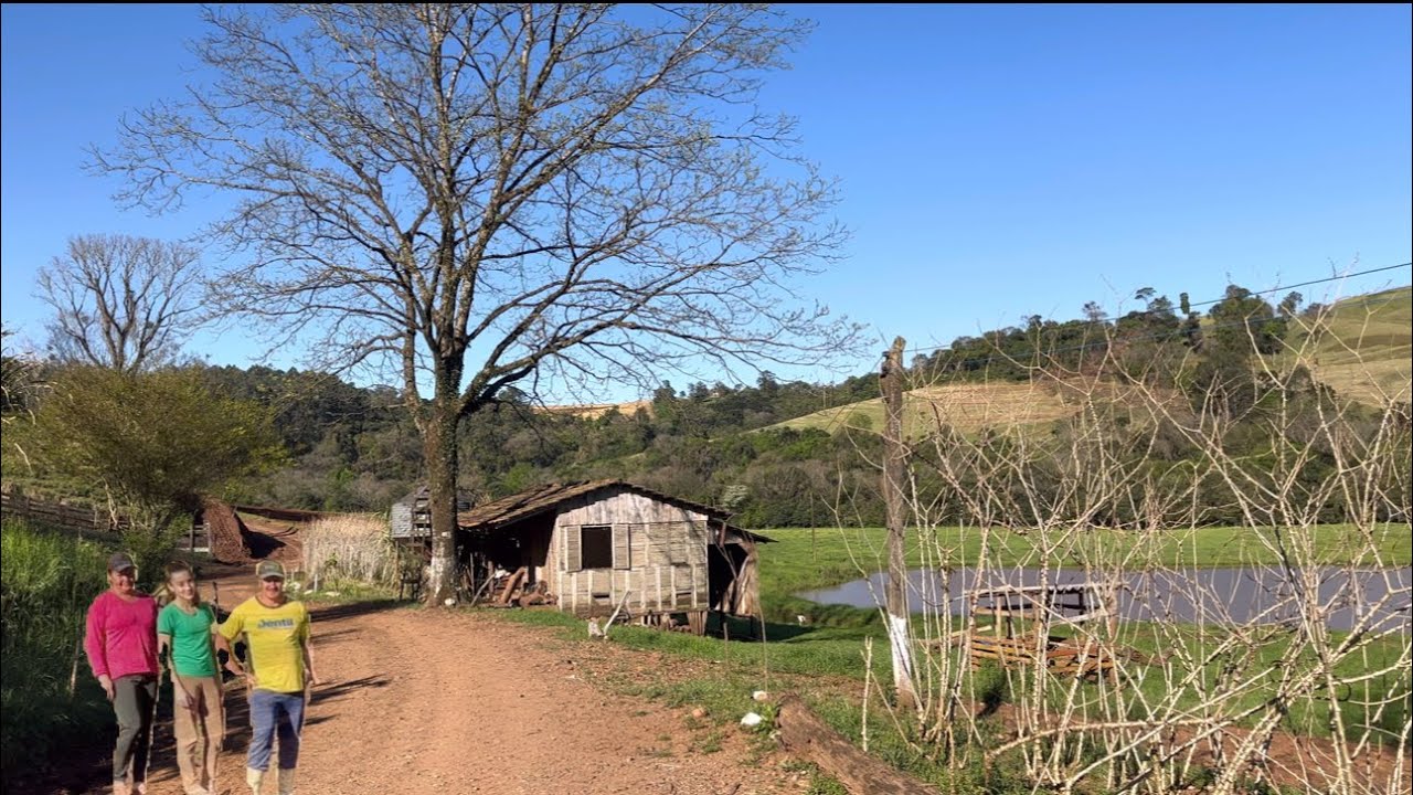 A vida na roça trabalho duro mas a  recompensa vem #região de cedro sc …