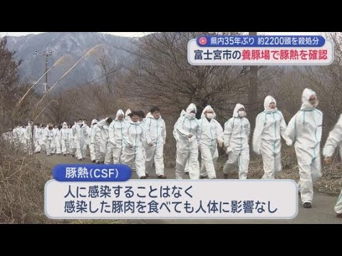YouTube Video 2カ所の養豚場で14日までに豚2200頭を殺処分　強い伝染力と高い致死率の『豚熱』感染　静岡・富士宮市