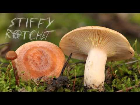 Sitaharakas - Riisikad