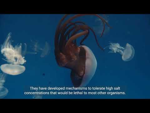 Explore the Concept of Extremophiles: Life Thriving in Extreme Environments.#Extremophiles #Extreme