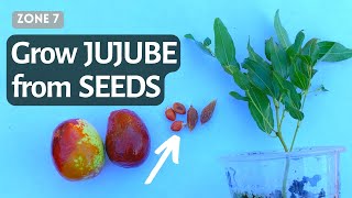 How to Grow Chinese jujube from seeds Fast. Sprout germinate Jujube from Seeds. Chinese Dates.